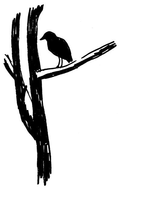 A bird perched on a leafless tree