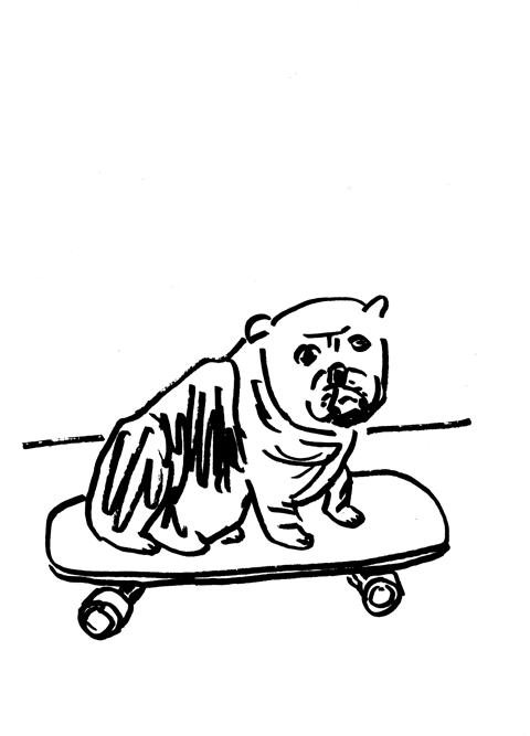 A bulldog on a skateboard
